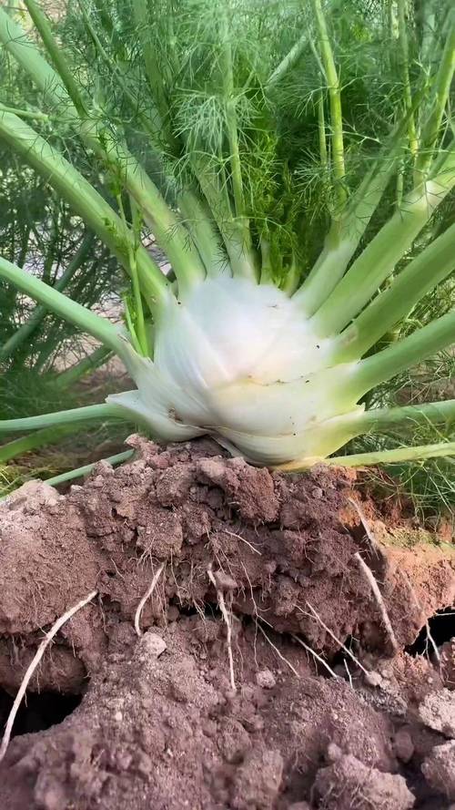 球茎茴香种植方法:从播种到收获的完整技术指南 2. 土壤环境评估与改良