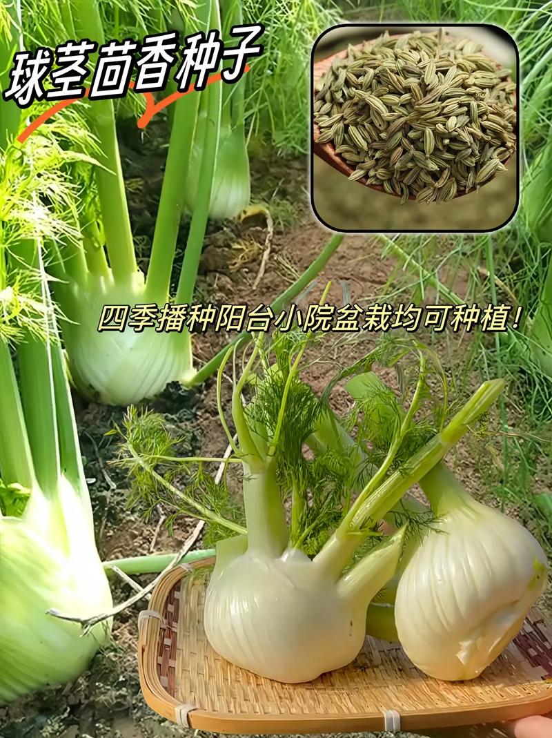 球茎茴香种植方法:从播种到收获的完整技术指南 4. 栽植深度控制