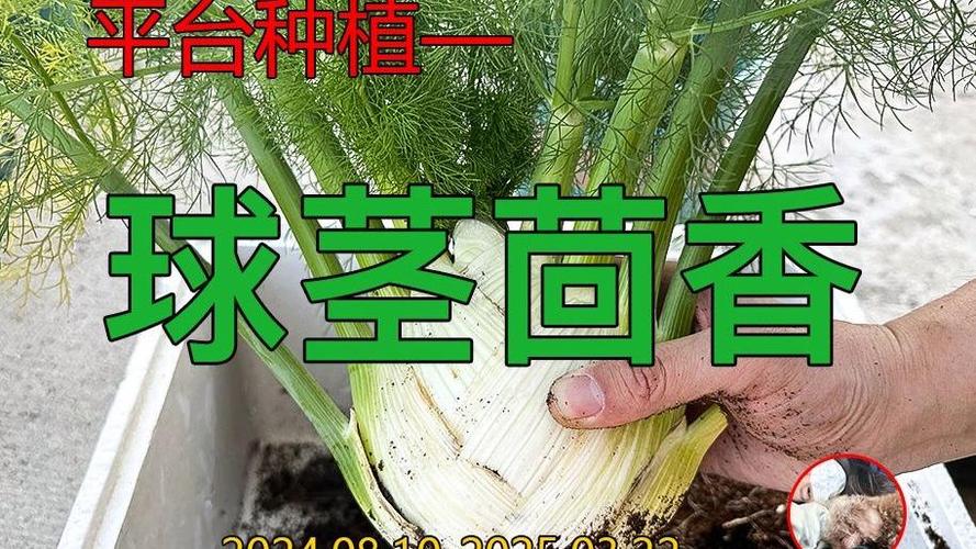球茎茴香种植方法:从播种到收获的完整技术指南 6. 缓苗管理