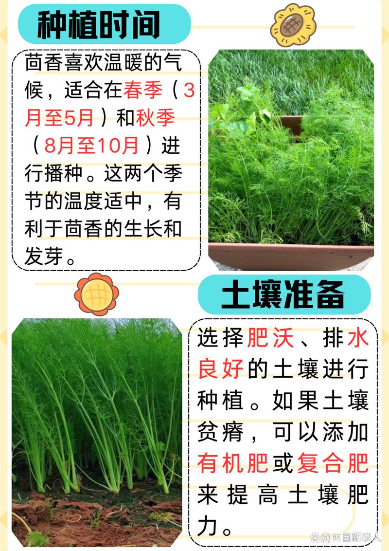 球茎茴香种植方法:从播种到收获的完整技术指南 5. 浇定根水实操
