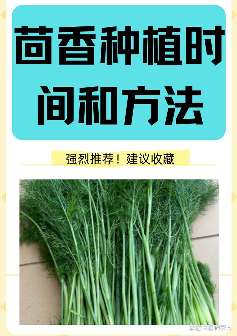 球茎茴香种植方法:从播种到收获的完整技术指南 7. 成活注意事项