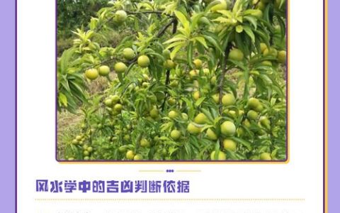 门口种李子树风水好不好？科学布局、根系安全与养护全攻略