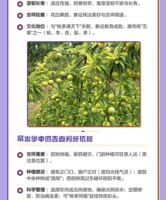 门口种李子树风水好不好？科学布局、根系安全与养护全攻略
