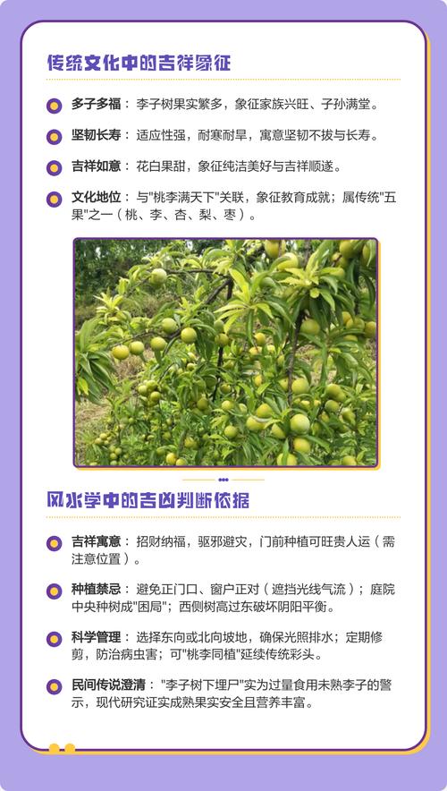 门口种李子树风水好不好?科学布局、根系安全与养护全攻略 门口种李子树风水好不好?科学布局、根系安全与养护全攻略