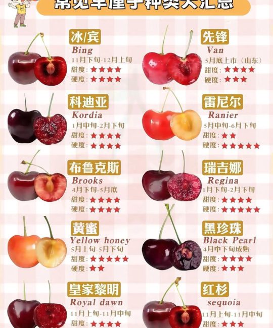 樱桃和车厘子是同一种水果吗？2026年大樱桃种植与选购全攻略