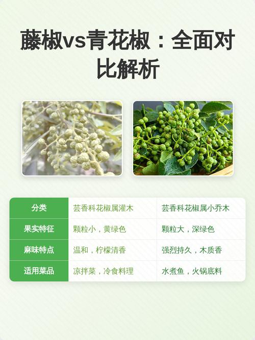 藤椒 vs 青花椒:哪个更好吃?从种植到餐桌的6维对比解析 总结:没有“最好吃”,只有“最合适”