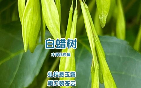 白蜡树能开花吗？花期、果期与观赏性全面解析