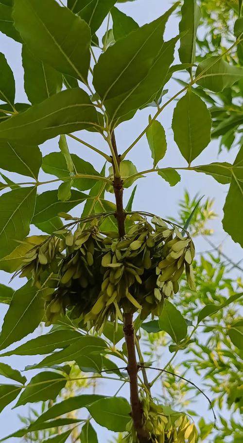 白蜡树能开花吗?花期、果期与观赏性全面解析 白蜡树促花促果养护步骤