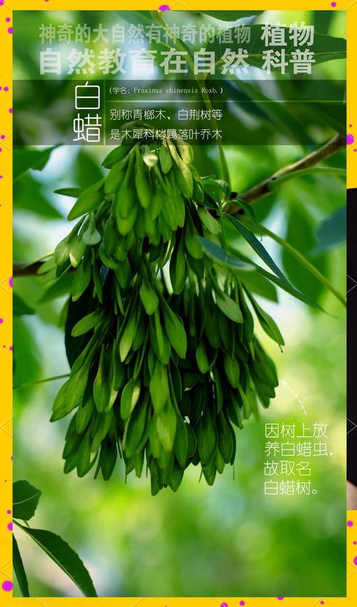 白蜡树能开花吗?花期、果期与观赏性全面解析 影响白蜡树开花结果的关键因素