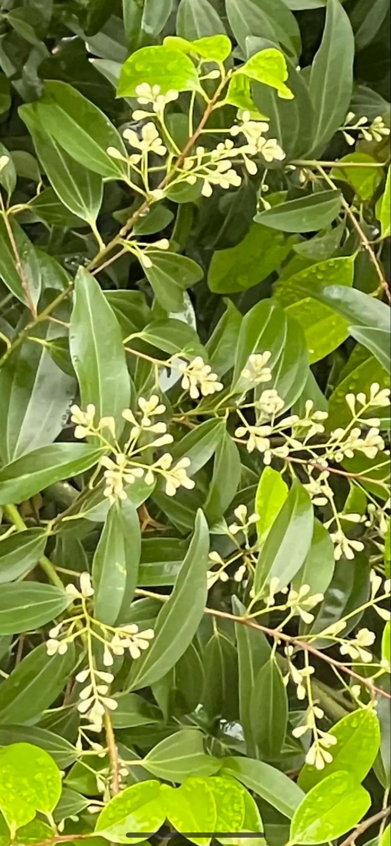 白蜡树能开花吗?花期、果期与观赏性全面解析 白蜡树不开花的常见原因与解决办法