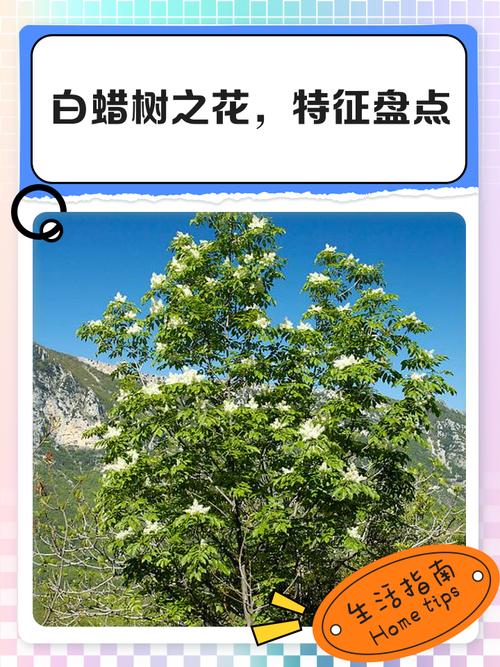 白蜡树能开花吗?花期、果期与观赏性全面解析 总结