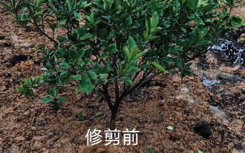 金桔树盆栽怎么修剪？掌握这几个关键步骤，果实满枝头