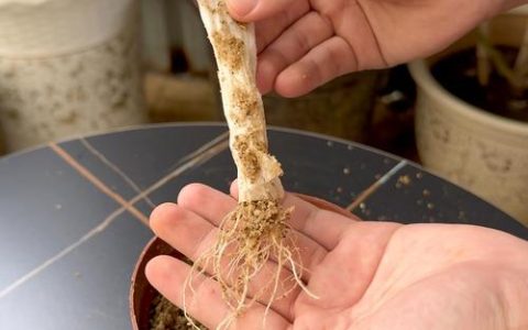 茶花扦插的最佳时间和方法：新手也能一次成活
