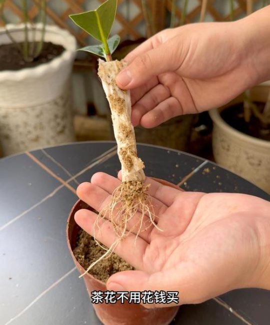 茶花扦插的最佳时间和方法：新手也能一次成活