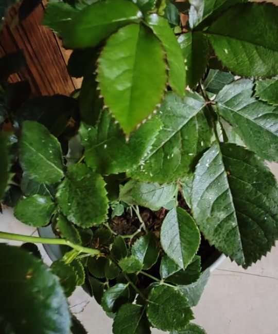 月季花的叶子长什么样？详解叶片特征与养护要点