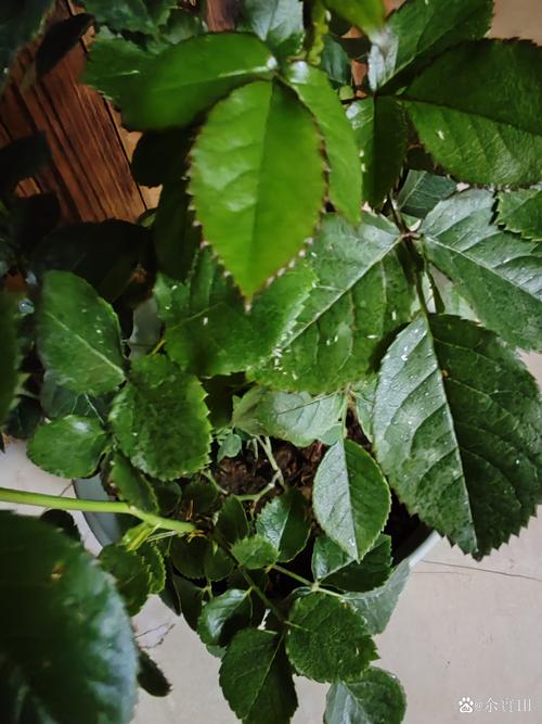 月季花的叶子长什么样?详解叶片特征与养护要点 月季花的叶子长什么样?详解叶片特征与养护要点