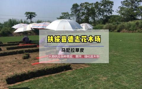 马尼拉草草坪价格