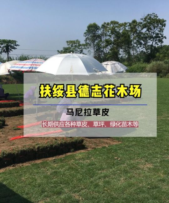 马尼拉草草坪价格