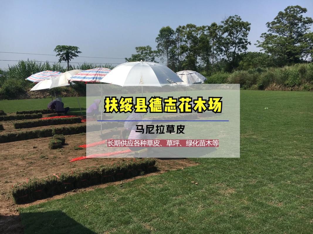 马尼拉草草坪价格 价格快速参考