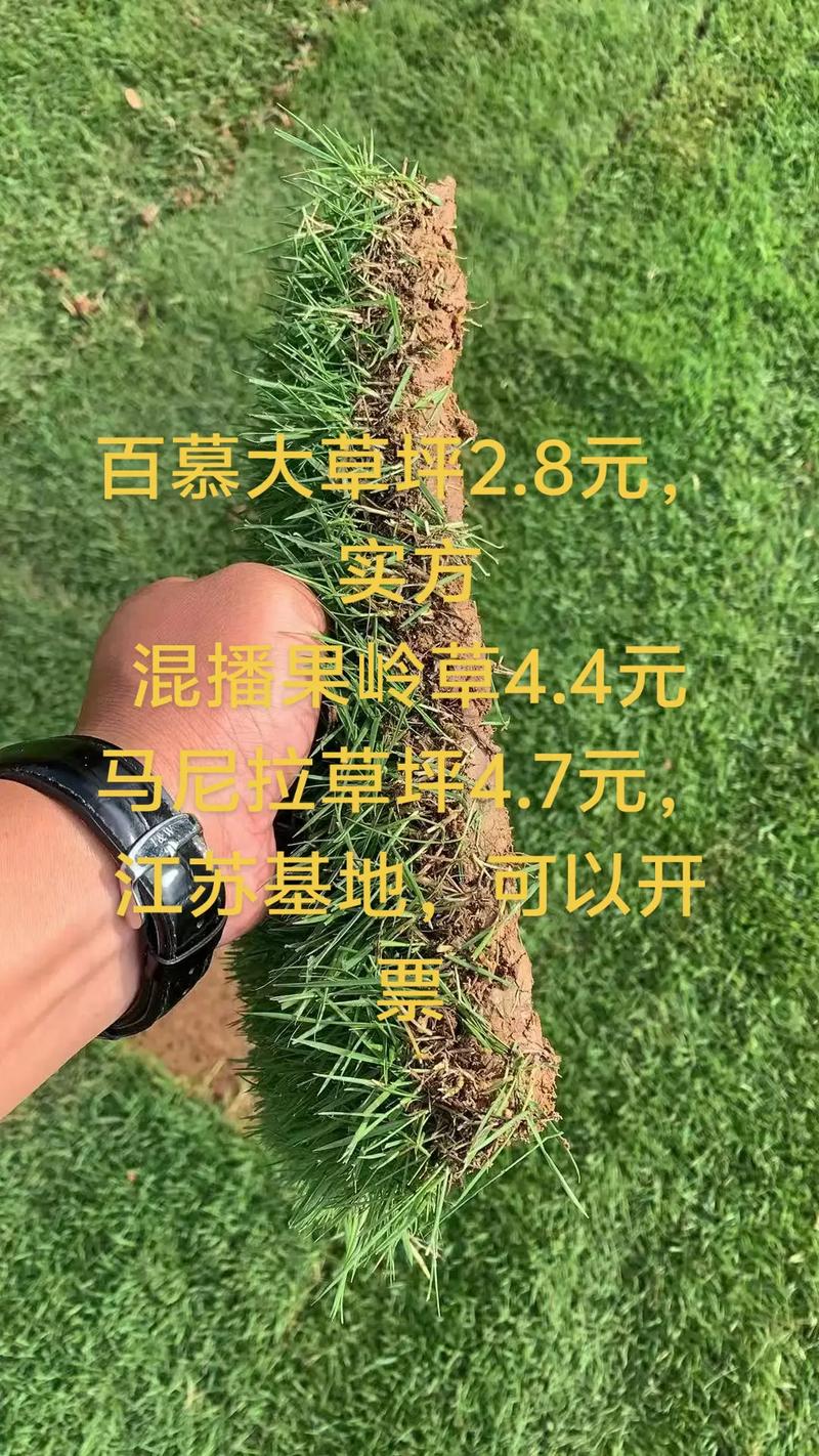 马尼拉草草坪价格 咨询与询价指南