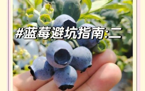 蓝莓F6与L25哪个好？2026年高丛蓝莓品种深度对比与选购指南