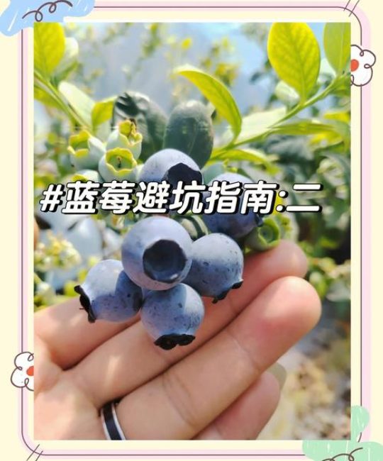 蓝莓F6与L25哪个好？2026年高丛蓝莓品种深度对比与选购指南