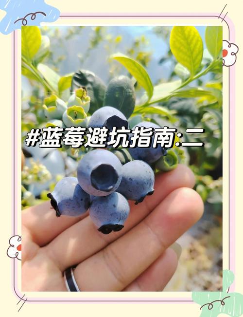 蓝莓F6与L25哪个好?2026年高丛蓝莓品种深度对比与选购指南 蓝莓F6与L25哪个好?2026年高丛蓝莓品种深度对比与选购指南