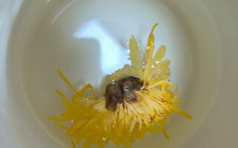 菊花可以凉水泡吗？园艺师详解菊花茶冲泡与养护全攻略