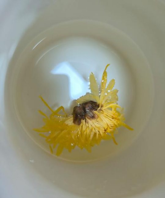 菊花可以凉水泡吗？园艺师详解菊花茶冲泡与养护全攻略