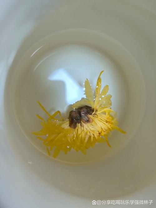 菊花可以凉水泡吗?园艺师详解菊花茶冲泡与养护全攻略 菊花可以凉水泡吗?园艺师详解菊花茶冲泡与养护全攻略