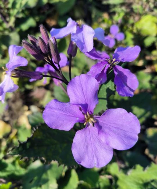 有一种菜像花是什么菜？解密形似牡丹的羽衣甘蓝