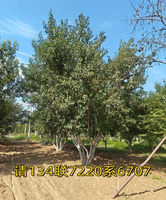 红枫树苗10公分多少钱？2026年价格参考与五大影响因素详解