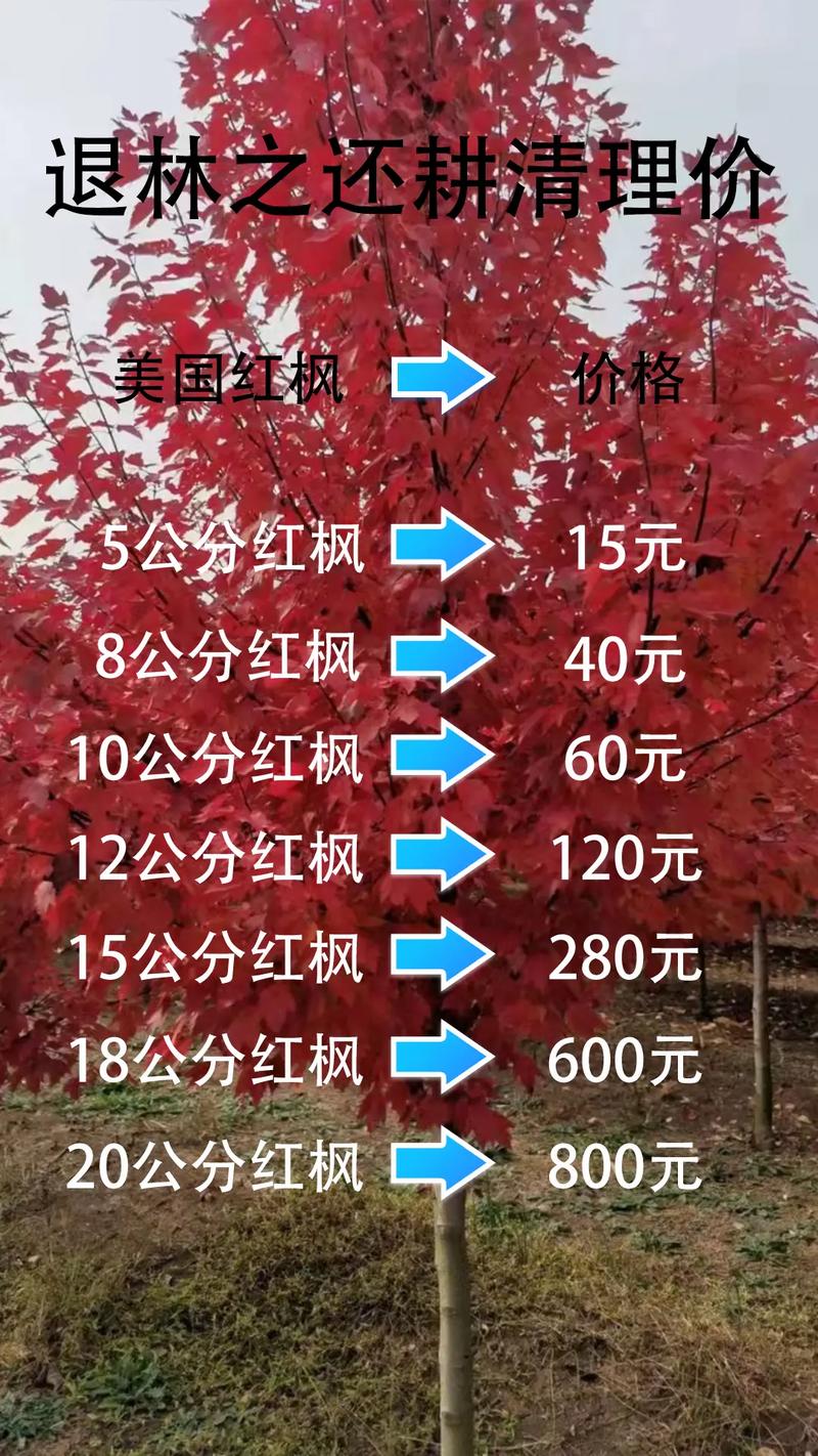 红枫树苗10公分多少钱?2026年价格参考与五大影响因素详解 运输物流成本占比
