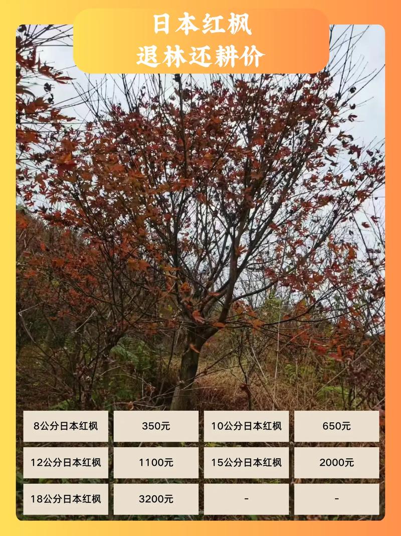 红枫树苗10公分多少钱?2026年价格参考与五大影响因素详解 常见问题(FAQ)
