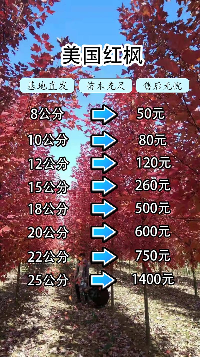红枫树苗10公分多少钱?2026年价格参考与五大影响因素详解 采购咨询与询价指南