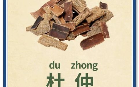 杜仲的功效与作用：补肝肾强筋骨，但这几种人要慎用