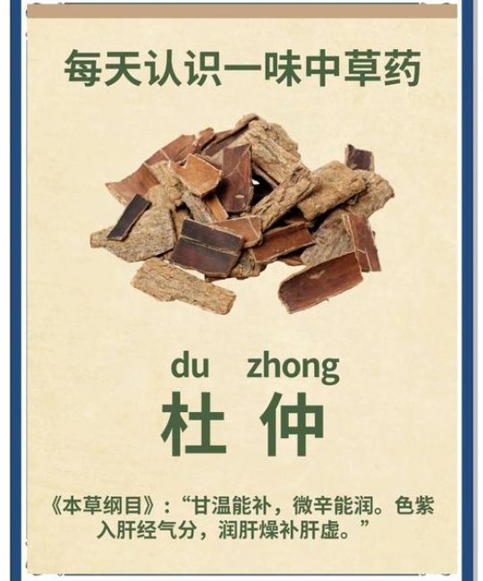 杜仲的功效与作用：补肝肾强筋骨，但这几种人要慎用