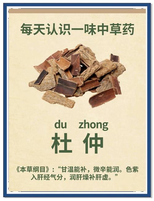杜仲的功效与作用:补肝肾强筋骨,但这几种人要慎用 杜仲的功效与作用:补肝肾强筋骨,但这几种人要慎用
