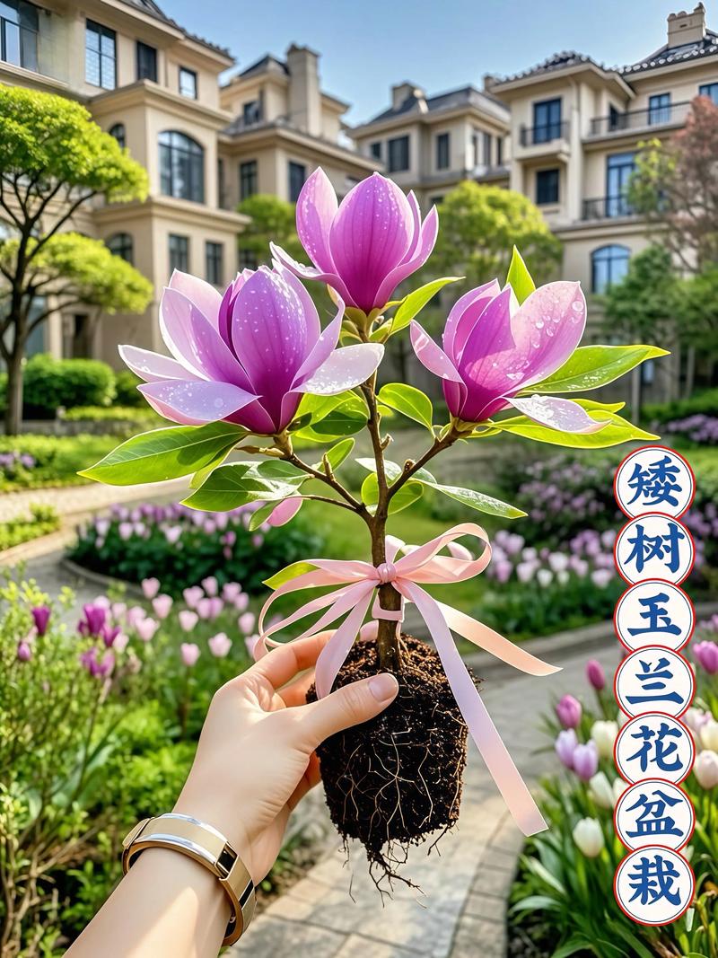 玉兰花室内可以养吗?3个关键条件决定成活率与开花效果 养护计划与常见问题预防