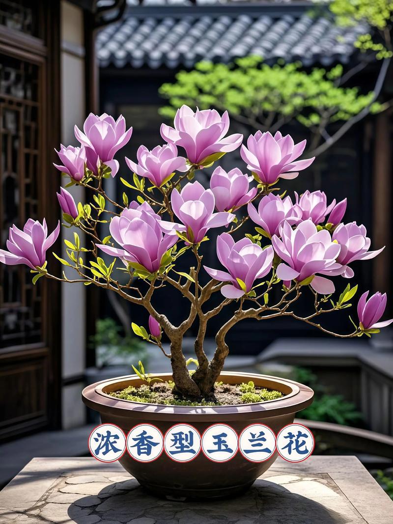 玉兰花室内可以养吗?3个关键条件决定成活率与开花效果 传统文化寓意(民间习俗,仅供参考)