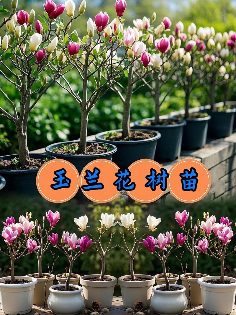 玉兰花室内可以养吗?3个关键条件决定成活率与开花效果 总结