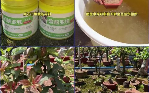铁树养护全攻略：从浇水到施肥，一篇讲透