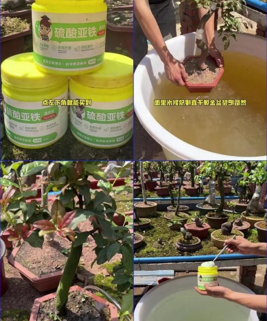 铁树养护全攻略：从浇水到施肥，一篇讲透