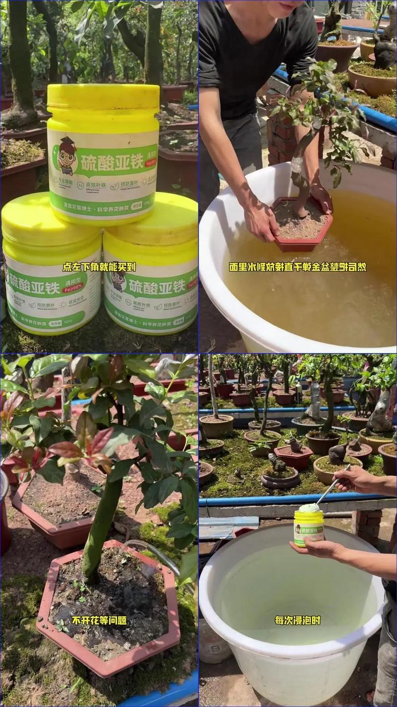 铁树养护全攻略：从浇水到施肥，一篇讲透