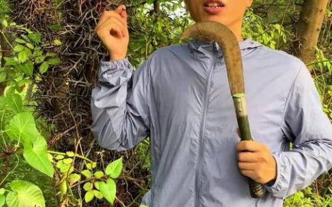 皂角树为啥叫死人？揭秘毒性原理与安全种植指南