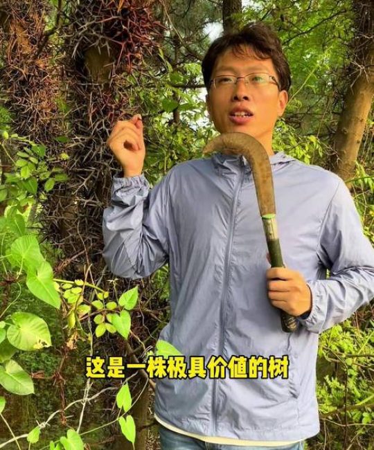 皂角树为啥叫死人？揭秘毒性原理与安全种植指南
