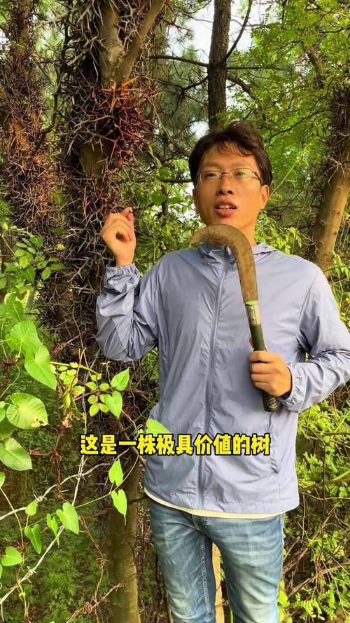 皂角树为啥叫死人?揭秘毒性原理与安全种植指南 皂角树为啥叫死人?揭秘毒性原理与安全种植指南