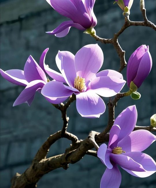 玉兰花是什么颜色的？——木兰科木兰属落叶乔木百科