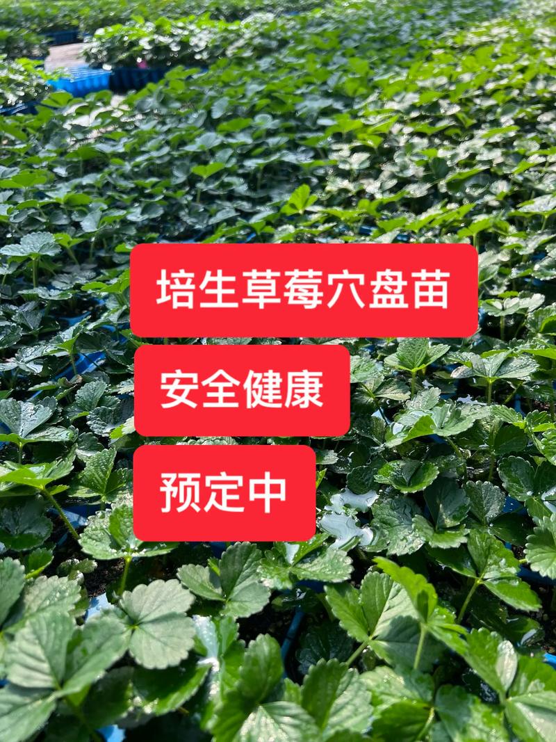综合报价表格：帮你快速决策