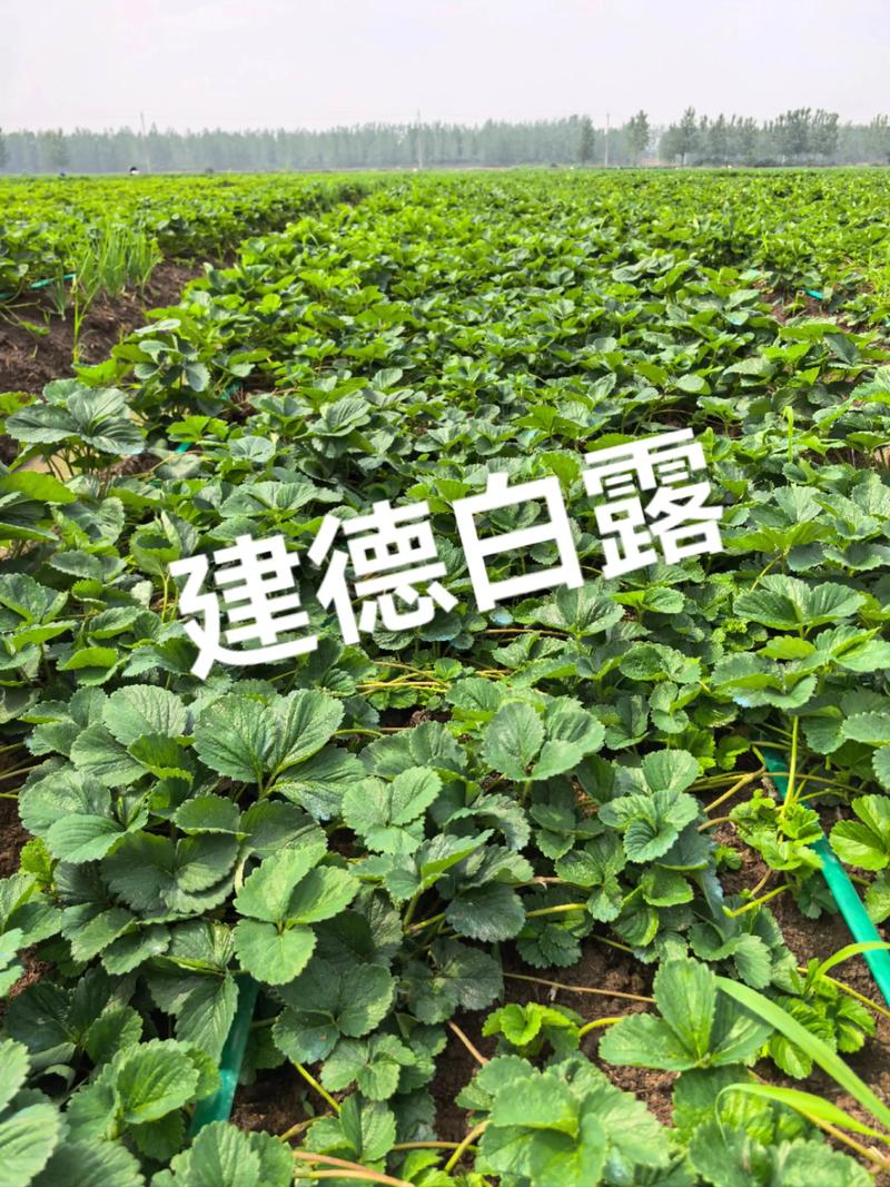 咨询指南